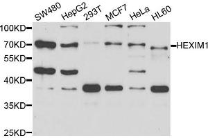 Western blot analysis of extracts of various cell lines, using HEXIM1 antibody (ABIN5973397) at 1/1000 dilution. (HEXIM1 anticorps)