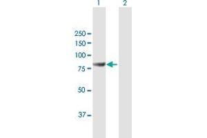Western Blot analysis of MAGED2 expression in transfected 293T cell line by MAGED2 MaxPab polyclonal antibody.