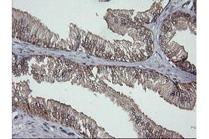 Image no. 3 for anti-D-Dopachrome Tautomerase (DDT) antibody (ABIN1497794)