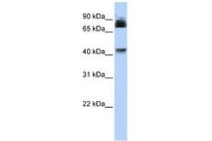 Image no. 1 for anti-Purinergic Receptor P2X, Ligand Gated Ion Channel 2 (P2RX2) (AA 36-85) antibody (ABIN6742574) (P2RX2 anticorps  (AA 36-85))