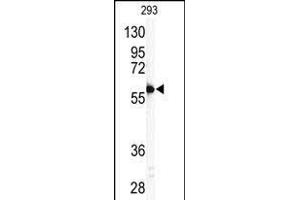 Western blot analysis of anti-P11 Antibody (C-term) (ABIN390135 and ABIN2840639) in 293 cell line lysates (35 μg/lane). (MMP11 anticorps  (C-Term))