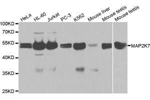 Western blot analysis of extracts of various cell lines, using MAP2K7 antibody (ABIN5971212) at 1/1000 dilution. (MAP2K7 anticorps)
