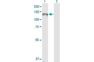 Western Blot analysis of PLEKHG4 expression in transfected 293T cell line by PLEKHG4 MaxPab polyclonal antibody.