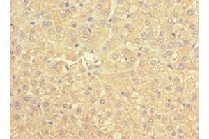 Immunohistochemistry of paraffin-embedded human liver tissue using ABIN7169536 at dilution of 1:100