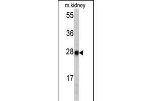 Western blot analysis of ETHE1 antibody (Center) (ABIN390581 and ABIN2840904) in mouse kidney tissue lysates (35 μg/lane). (ETHE1 anticorps  (AA 103-130))