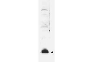 Image no. 1 for anti-Small Ubiquitin Related Modifier Protein 1 (SUMO1) antibody (ABIN297724) (SUMO1 anticorps)