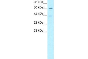anti-SNW Domain Containing 1 (SNW1) (N-Term) antibody