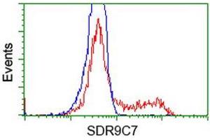 Flow Cytometry (FACS) image for anti-Short Chain Dehydrogenase/reductase Family 9C, Member 7 (SDR9C7) antibody (ABIN1500844)