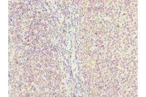 Immunohistochemistry of paraffin-embedded human tonsil tissue using ABIN7154838 at dilution of 1:100 (NYS48/HAUS8 anticorps  (AA 166-410))