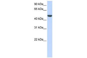 SPATA17 antibody used at 1 ug/ml to detect target protein. (SPATA17 anticorps  (C-Term))