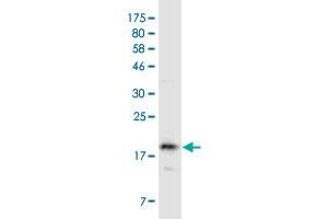 Western Blot detection against Immunogen (20.