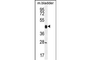 Western blot analysis in mouse bladder tissue lysates (35ug/lane).