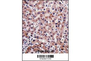 SHMT1 Antibody immunohistochemistry analysis in formalin fixed and paraffin embedded human liver tissue followed by peroxidase conjugation of the secondary antibody and DAB staining. (SHMT1 anticorps  (N-Term))