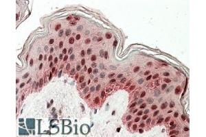 ABIN571096 (3. (TIAL1 anticorps  (Internal Region))