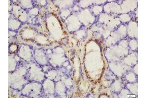 Formalin-fixed and paraffin embedded rat thyroid labeled with Rabbit Anti-PKM2 (Tyr105) Polyclonal Antibody, Unconjugated  at 1:200 followed by conjugation to the secondary antibody and DAB staining