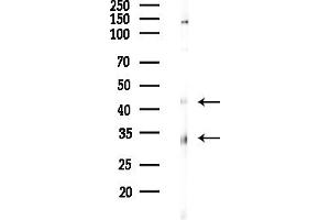 Western blot analysis of lysates from RAW264.