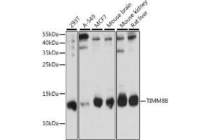 Western blot analysis of extracts of various cell lines, using TIMM8B antibody (ABIN7270928) at 1:1000 dilution. (TIMM8B anticorps  (AA 16-98))