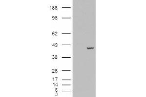 Image no. 2 for anti-Poly(rC) Binding Protein 4 (PCBP4) (C-Term) antibody (ABIN375114) (PCBP4 anticorps  (C-Term))