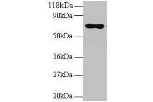 Western blot All lanes: RPL15 antibody at 2 μg/mL + 293T whole cell lysate Secondary Goat polyclonal to rabbit IgG at 1/15000 dilution Predicted band size: 25, 17 kDa Observed band size: 70 kDa (RPL15 anticorps  (AA 2-204))
