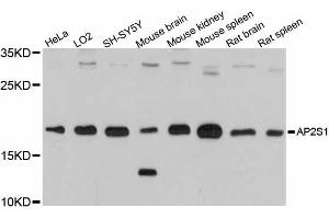 Western blot analysis of extracts of various cell lines, using AP2S1 antibody (ABIN6291767) at 1:3000 dilution.