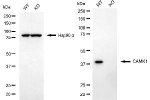 Western blotting analysis using CAMK1 antibody (ABIN7797831). (Recombinant CAMK1 anticorps)