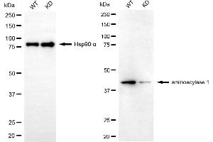 Western blotting analysis using aminoacylase 1 antibody (ABIN7797588). (Aminoacylase 1 anticorps)