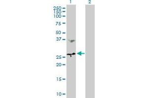 Western Blot analysis of MTHFD2 expression in transfected 293T cell line by MTHFD2 MaxPab polyclonal antibody.