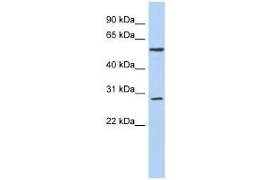 PRRC1 antibody used at 1 ug/ml to detect target protein. (PRRC1 anticorps  (Middle Region))