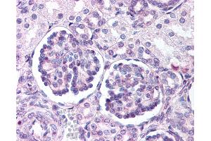 Anti-WNT9B antibody IHC of human fetal kidney. (WNT9B anticorps  (Internal Region))