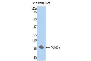 Western Blotting (WB) image for anti-Fatty Acid Binding Protein 4, Adipocyte (FABP4) (AA 2-132) antibody (Biotin) (ABIN1174937)