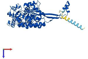 AlphaFold protein structure predicition of Human Recombinant ALDH3A2 Protein, UniprotID P51648
