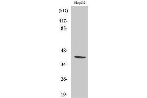 Western Blotting (WB) image for anti-Nuclear Transcription Factor Y, alpha (NFYA) (C-Term) antibody (ABIN3185872) (NFYA anticorps  (C-Term))