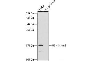 Western blot analysis of extracts of various cell lines using DiMethyl-Histone H3-K14 Polyclonal Antibody. (Histone 3 anticorps  (2meLys14))