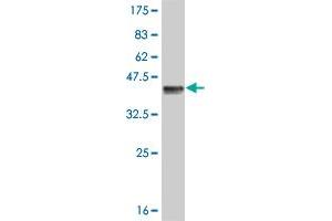 Western Blot detection against Immunogen (36. (CSF1R anticorps  (AA 21-120))