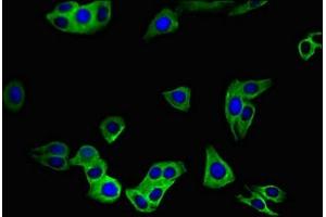 Immunofluorescent analysis of HepG2 cells using ABIN7170279 at dilution of 1:100 and Alexa Fluor 488-congugated AffiniPure Goat Anti-Rabbit IgG(H+L)