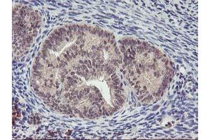 Image no. 3 for anti-Phenylethanolamine N-Methyltransferase (PNMT) antibody (ABIN1500315)