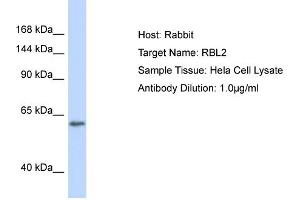 Host: Rabbit Target Name: RBL2 Sample Type: Hela Whole Cell lysates Antibody Dilution: 1. (p130 anticorps  (C-Term))
