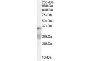Image no. 1 for anti-Deleted in Azoospermia-Like (DAZL) (Internal Region) antibody (ABIN374590) (DAZL anticorps  (Internal Region))