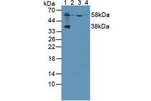 Figure. (PCYOX1 anticorps  (AA 249-505))