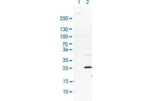 Western blot analysis of Lane 1: NIH-3T3 cell lysate (Mouse embryonic fibroblast cells) Lane 2: NBT-II cell lysate (Rat Wistar bladder tumour cells) with FHL1 polyclonal antibody  at 1:100-1:250 dilution.