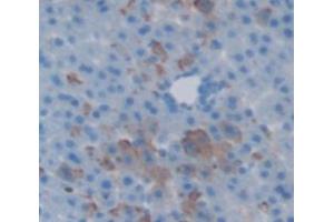 IHC-P analysis of Rat Tissue, with DAB staining. (MBL2 anticorps  (AA 19-244))