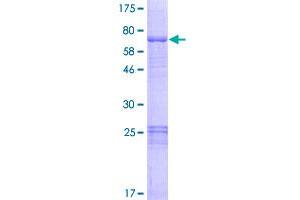 Image no. 1 for O-Sialoglycoprotein Endopeptidase-Like 1 (OSGEPL1) (AA 1-414) protein (GST tag) (ABIN1313708)