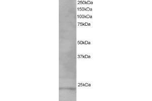 ABIN2560743 staining (1µg/ml) of Human Testis lysate (RIPA buffer, 35µg total protein per lane). (VPS28 anticorps  (C-Term))