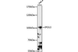 Western blot analysis of extracts of HeLa cells, using IPO13 antibody (ABIN7267855) at 1:1000 dilution.