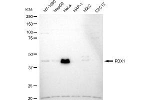 Western blotting analysis using PDX1 antibody (ABIN7799731).