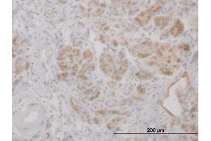 Immunoperoxidase of purified MaxPab antibody to LCN2 on formalin-fixed paraffin-embedded human pancreas. (Lipocalin 2 anticorps  (AA 1-198))