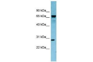 RASL12 antibody used at 1 ug/ml to detect target protein. (RASL12 anticorps  (N-Term))