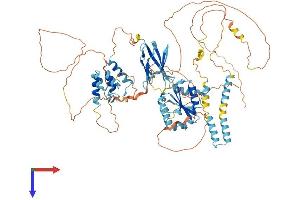 AlphaFold protein structure predicition of Mouse Recombinant Bank1 Protein, UniprotID Q80VH0