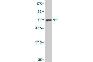 Western Blot detection against Immunogen (61.