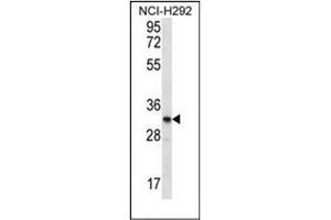 Western blot analysis of OR51L1 Antibody (N-term) in NCI-H292 cell line lysates (35ug/lane). (OR51L1 anticorps  (N-Term))